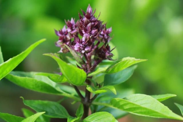 4 lý do nên ăn lá húng quế khi thời tiết lạn